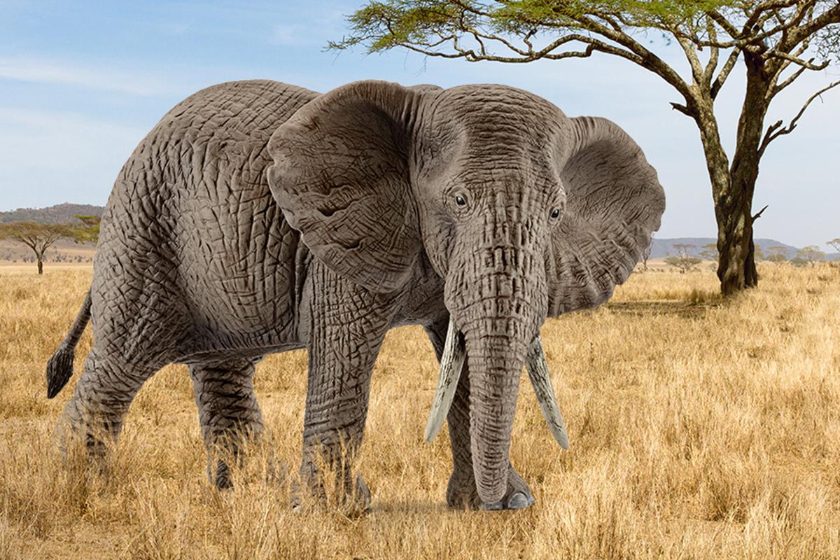 Afrikaanse olifantenkoe - Image 2