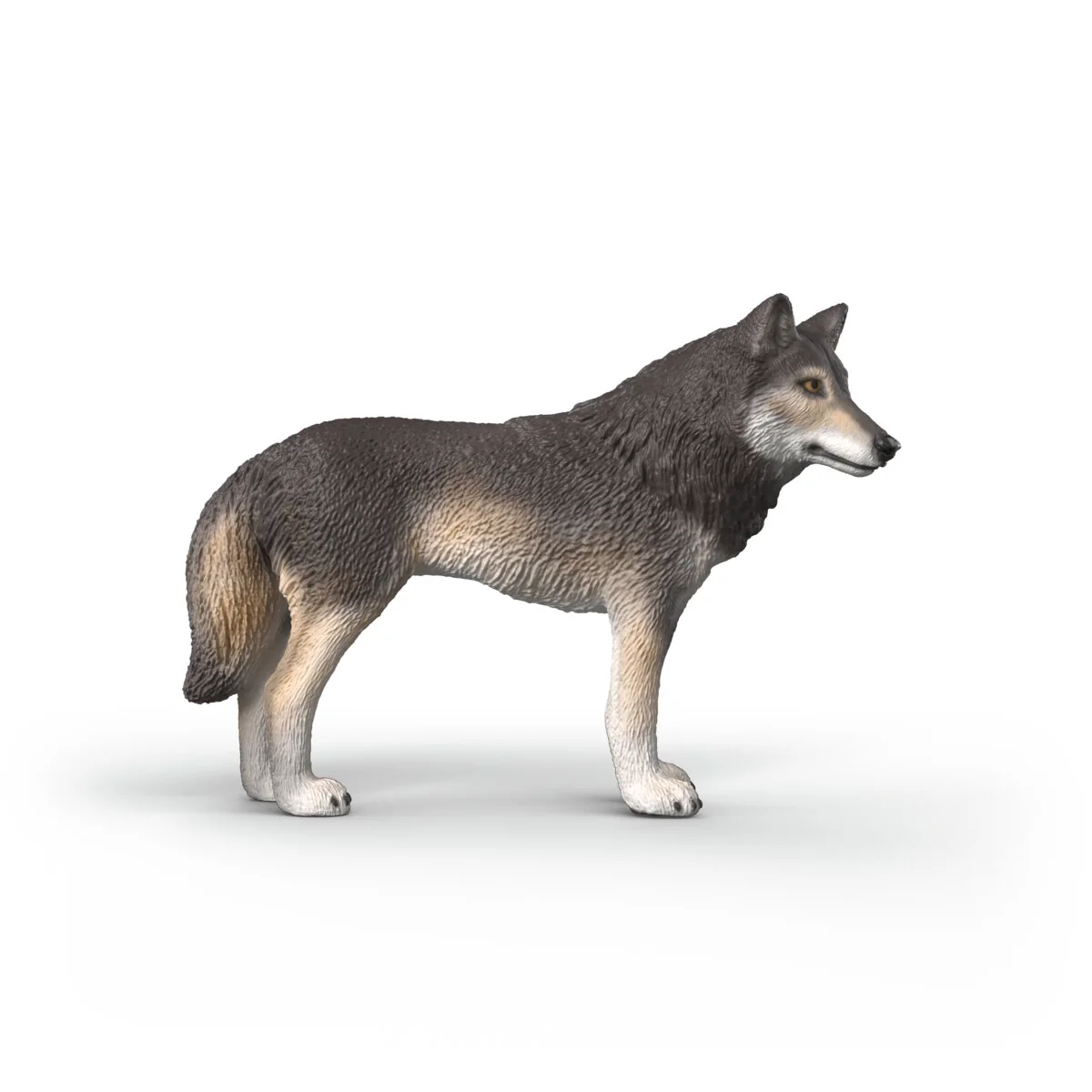 Amerikaanse wolf - Image 3