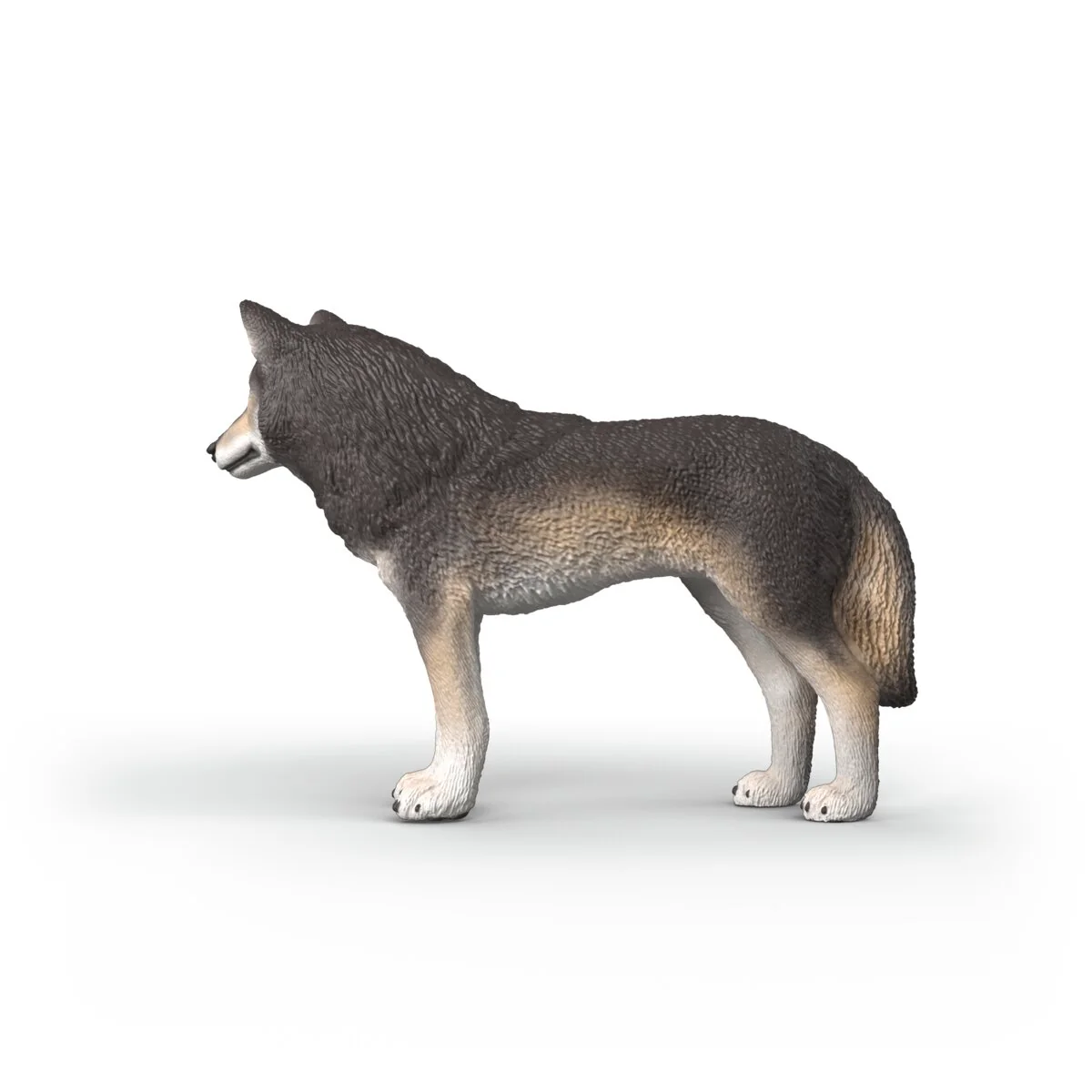 Amerikaanse wolf - Image 5