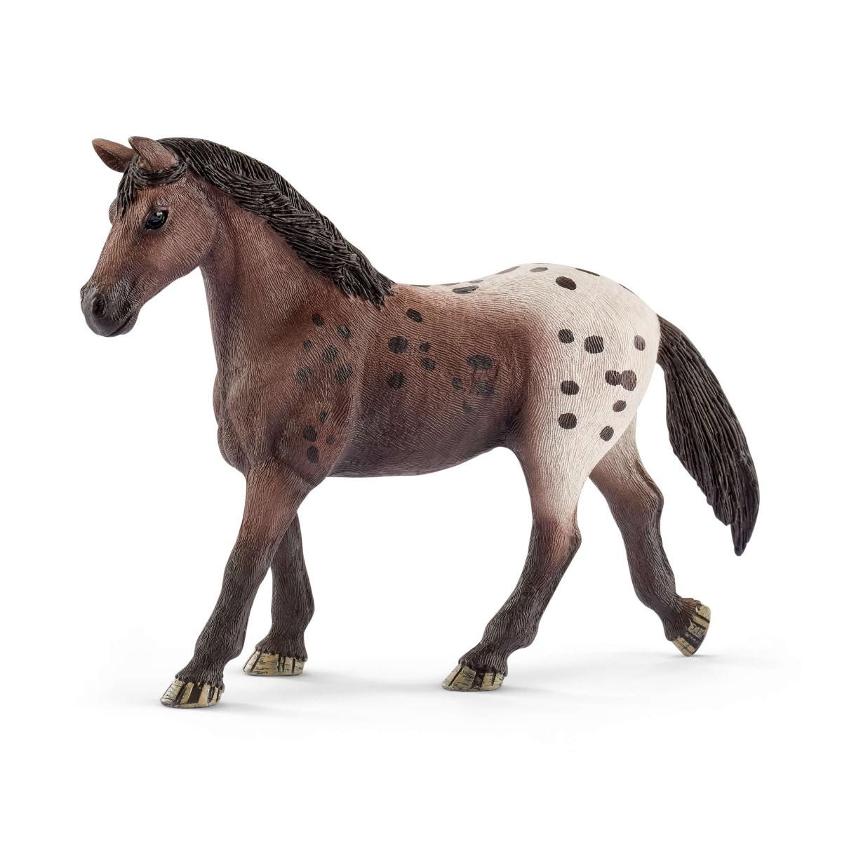 Appaloosa merrie