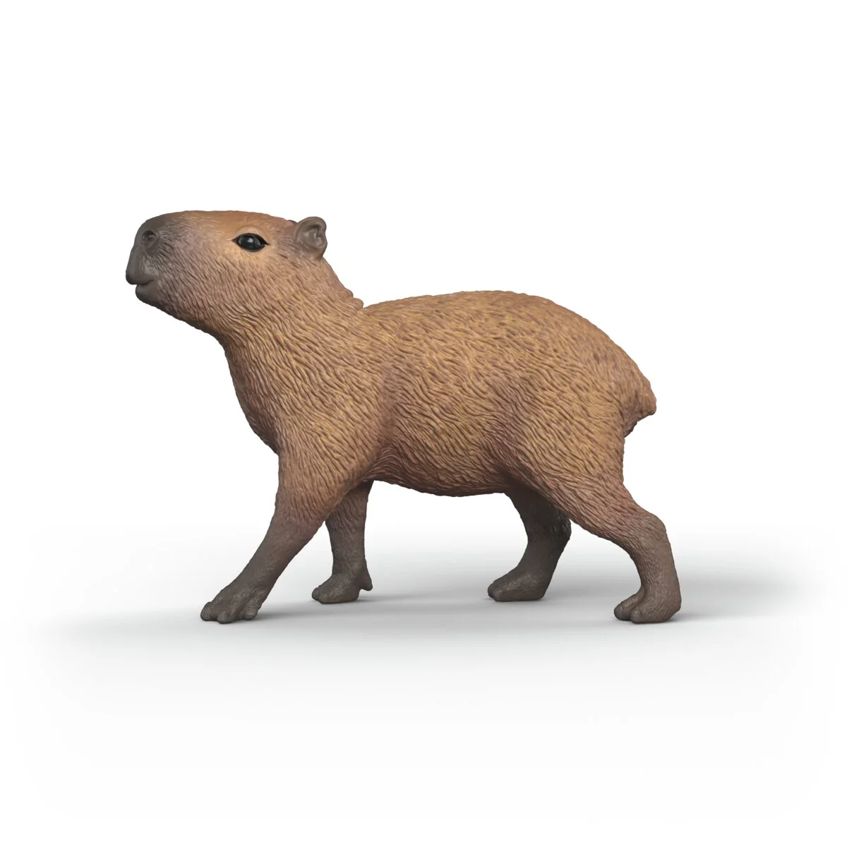 Capibara - Image 4