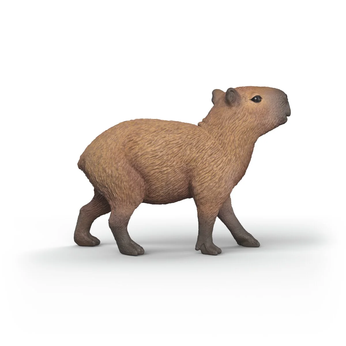 Capibara - Image 5