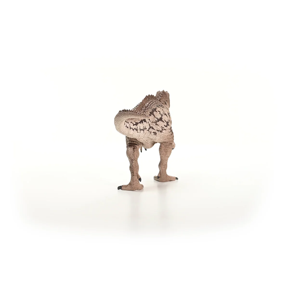 Carcharodontosaurus - Image 4