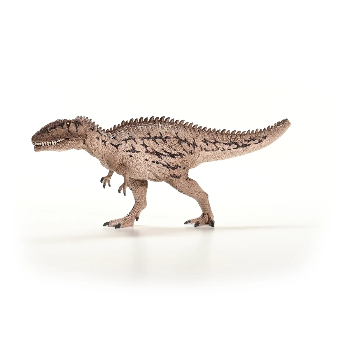 Carcharodontosaurus - Image 6