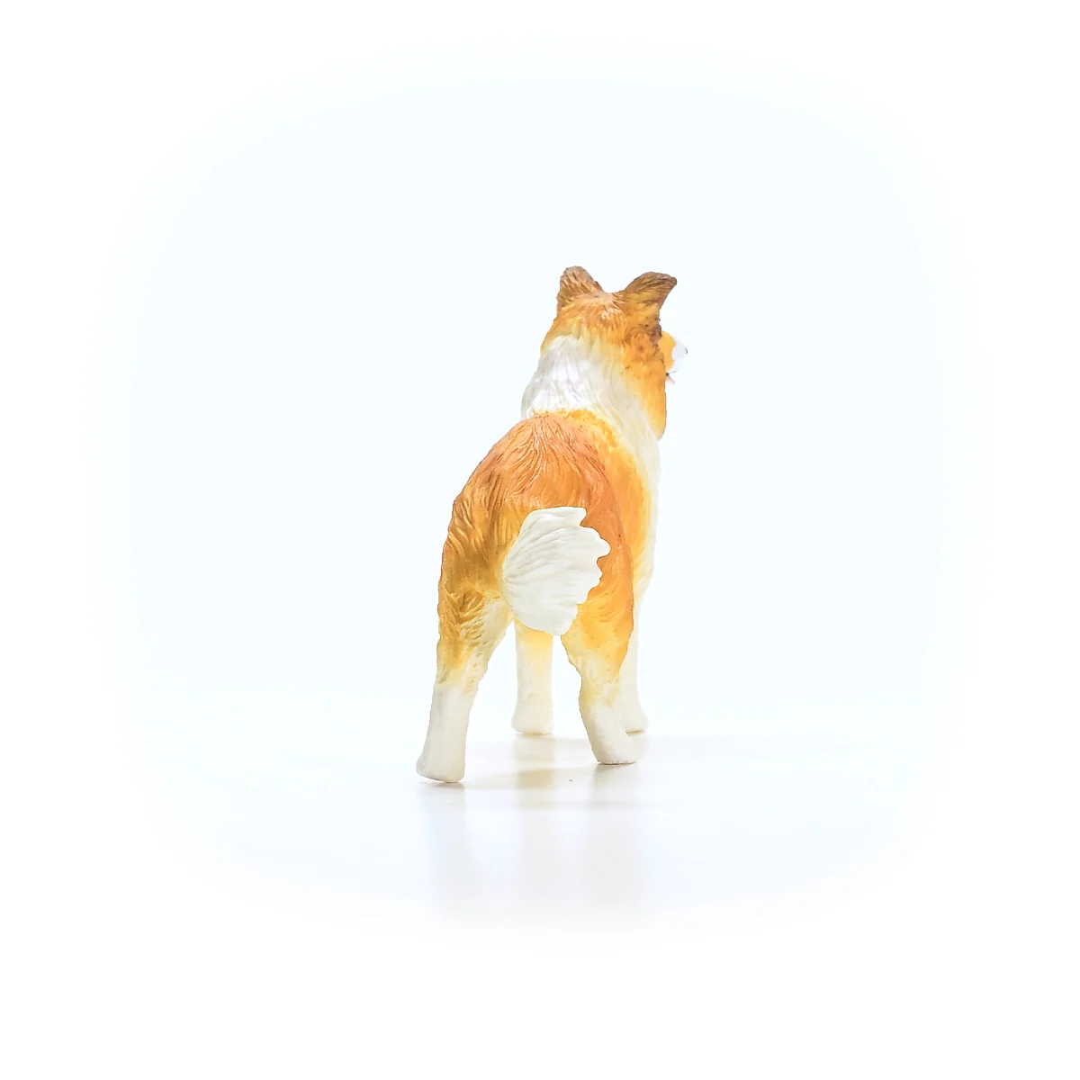 Collie  - Image 3
