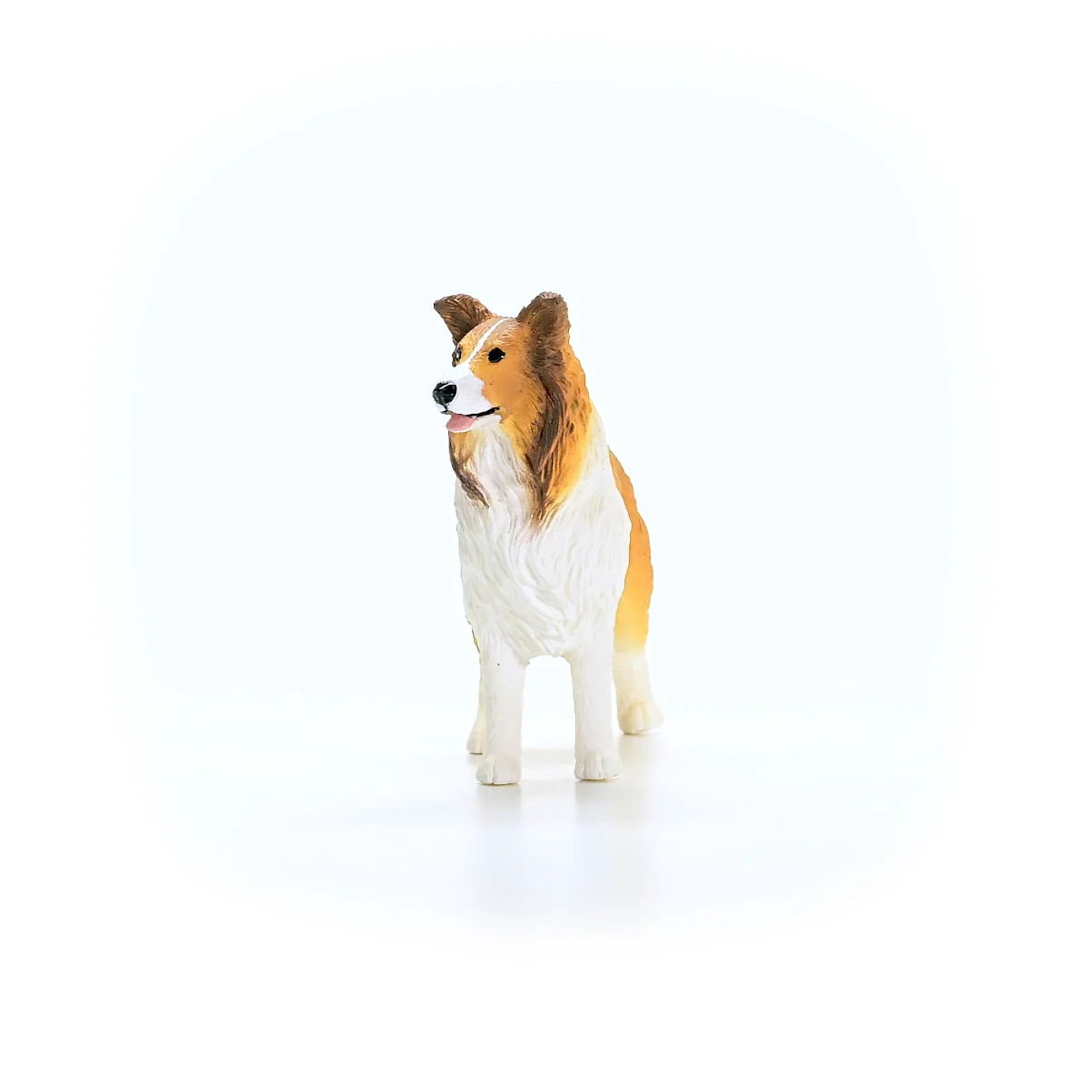 Collie  - Image 4