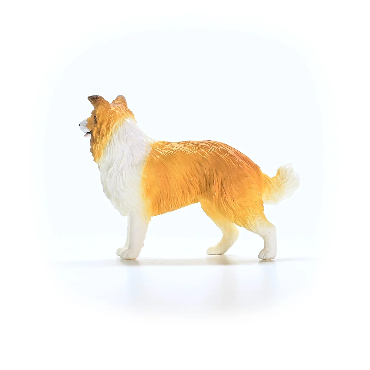 Collie  - Image 5