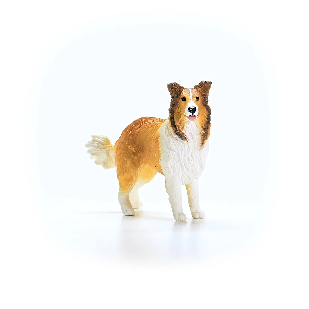 Collie  - Image 6