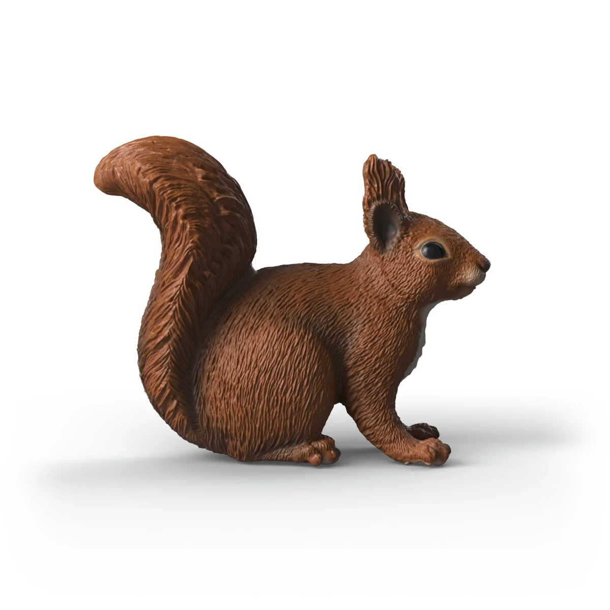 Eekhoorn - Image 3