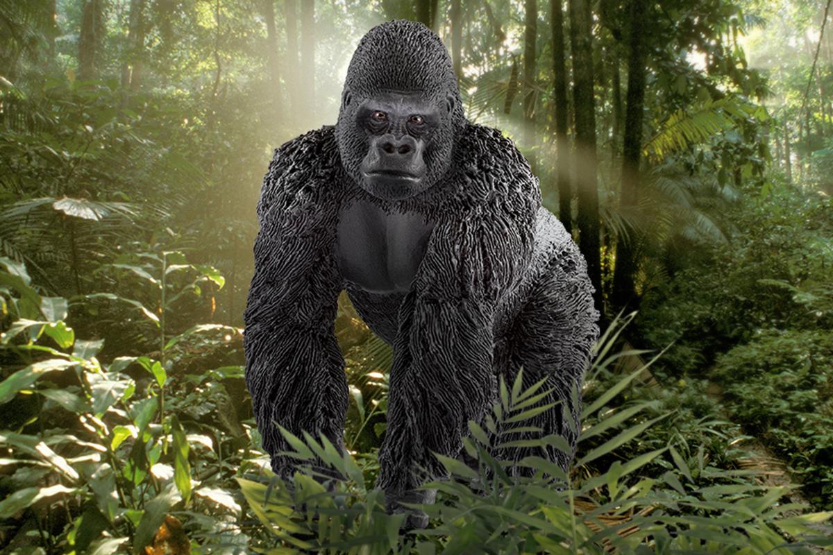 Gorillamannetje - Image 5