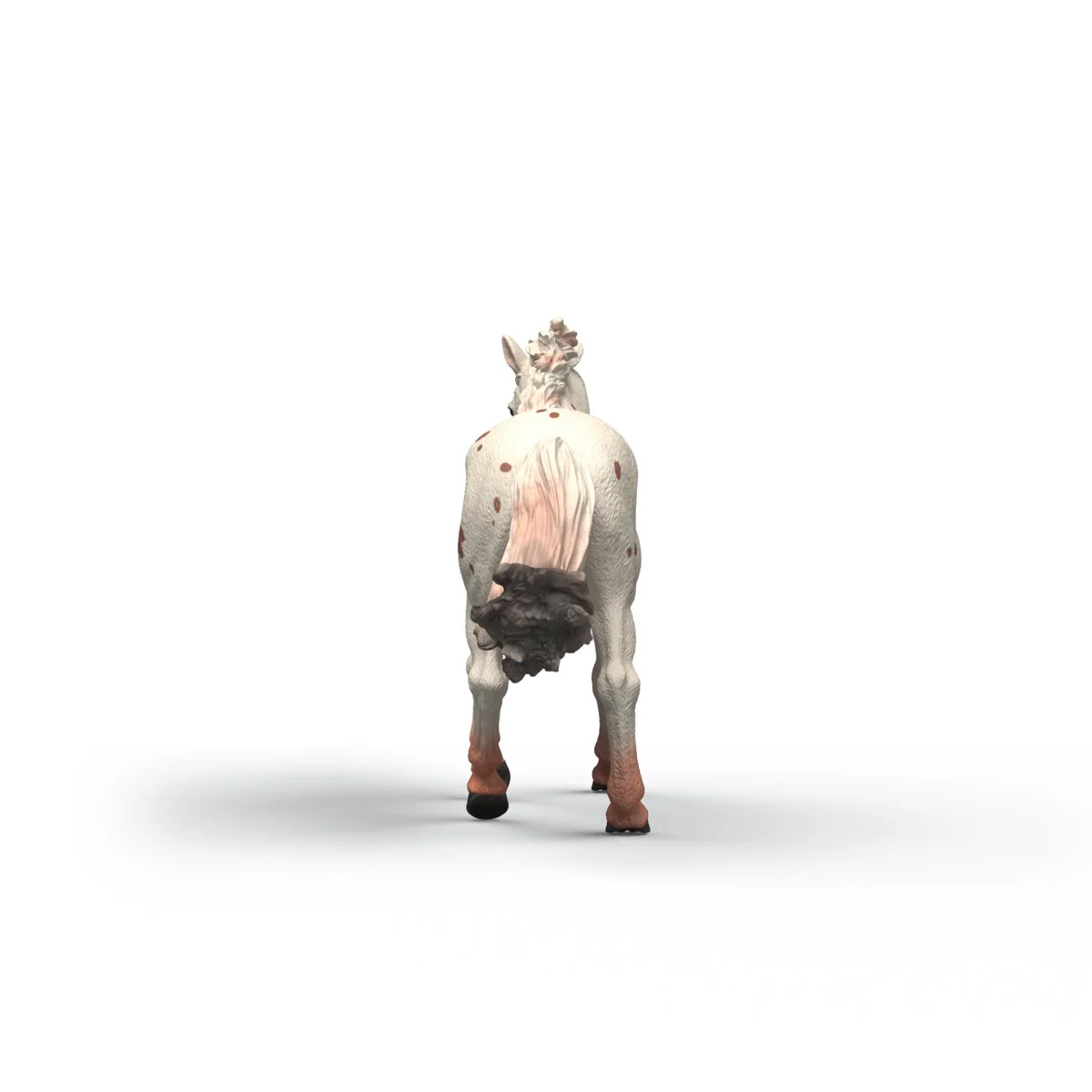 Knabstrupper merrie - Image 6