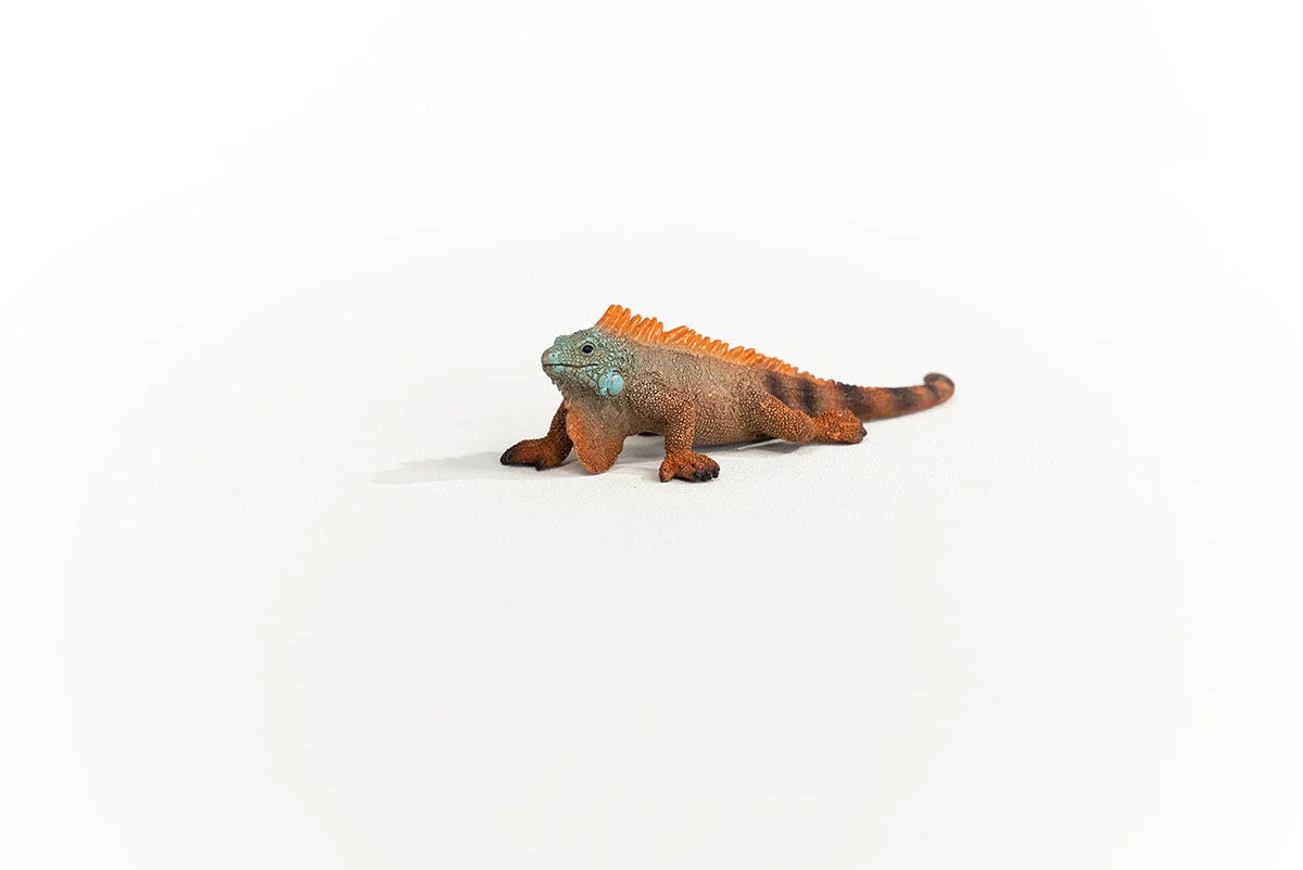 Leguaan - Image 3
