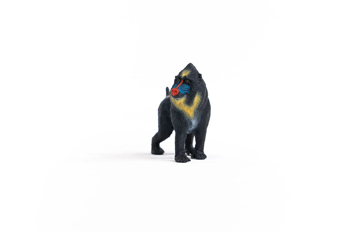 Mandril - Image 5