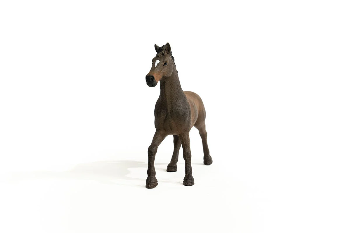 Oldenburger hengst - Image 3