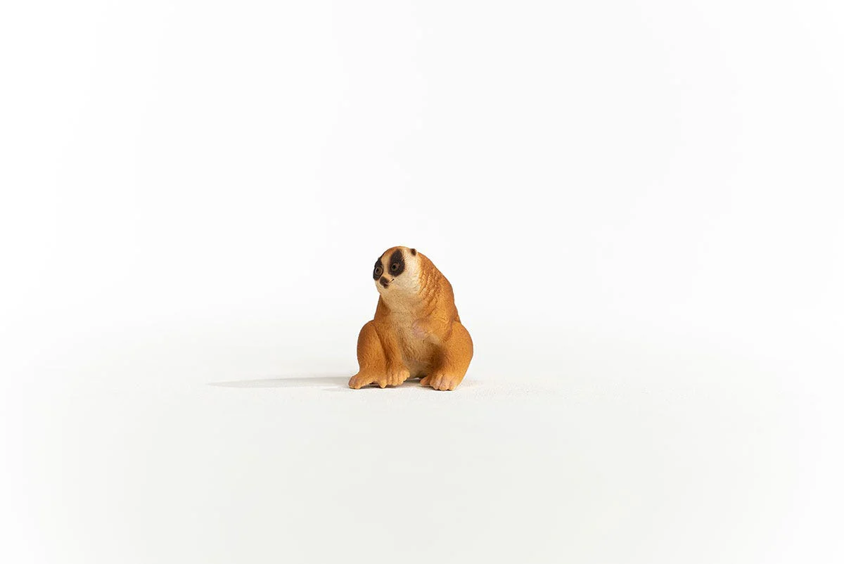 Plompe lori - Image 3