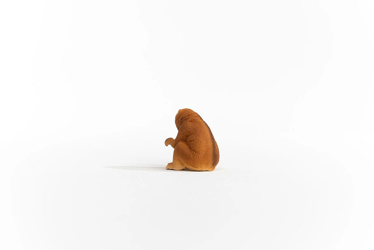 Plompe lori - Image 4