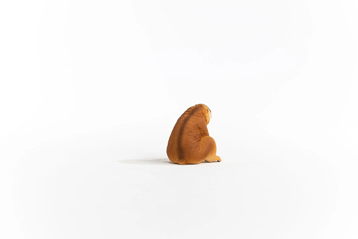Plompe lori - Image 5