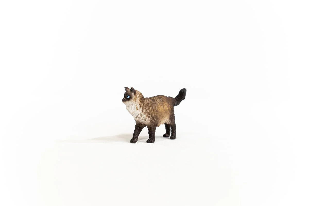 Ragdoll kat - Image 2