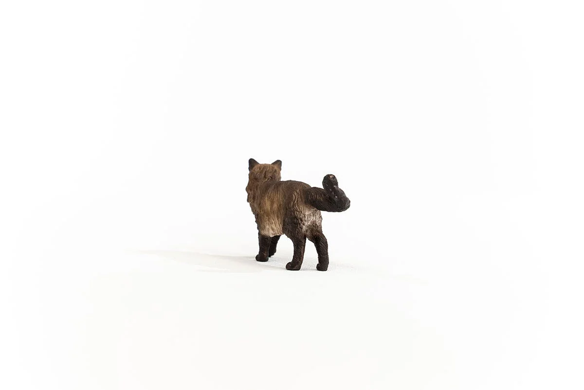 Ragdoll kat - Image 3