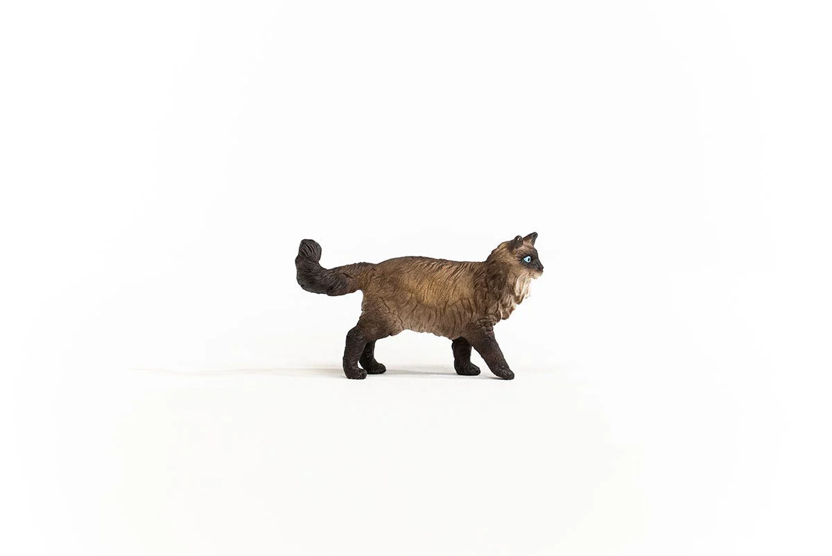 Ragdoll kat - Image 4