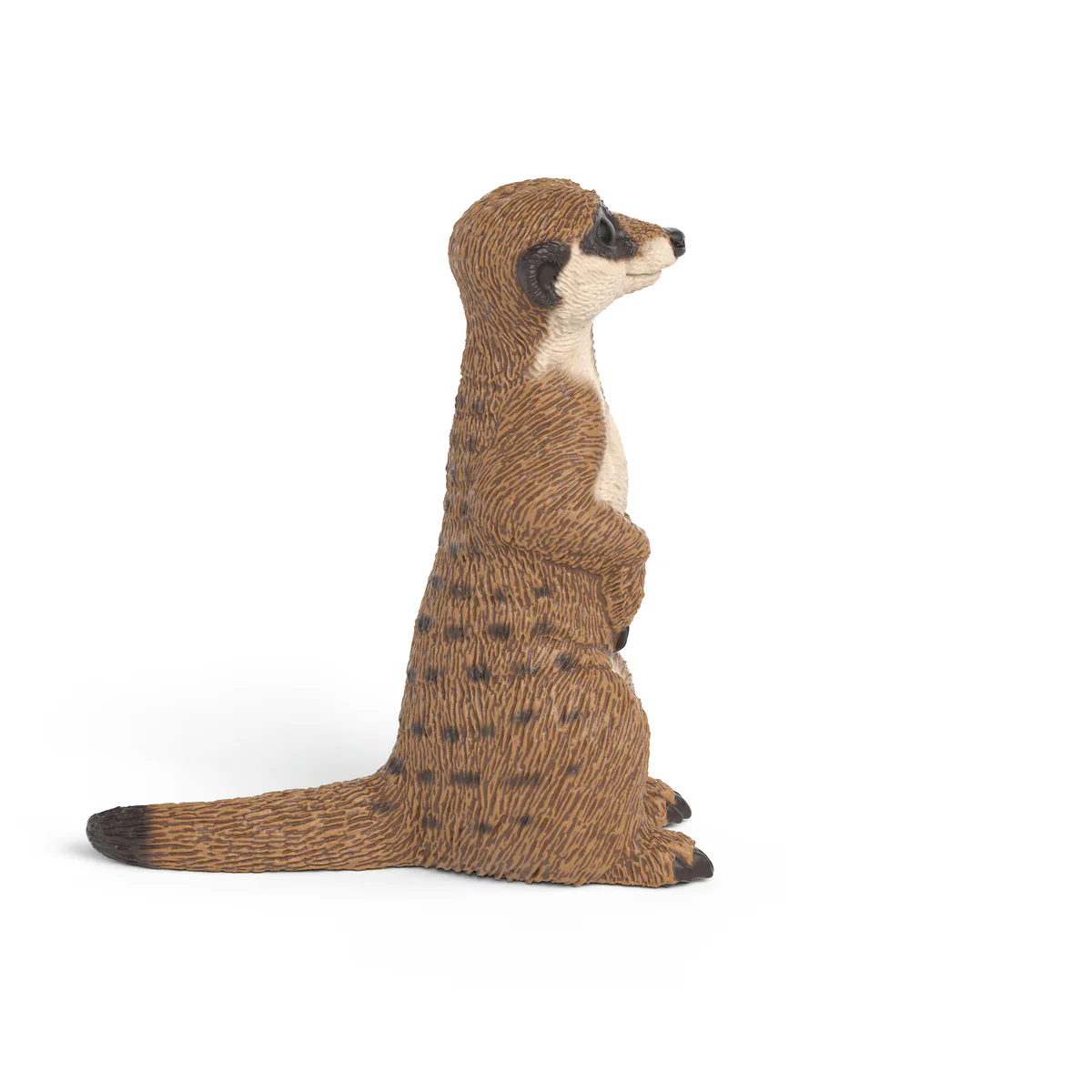 Stokstaartje - Image 3