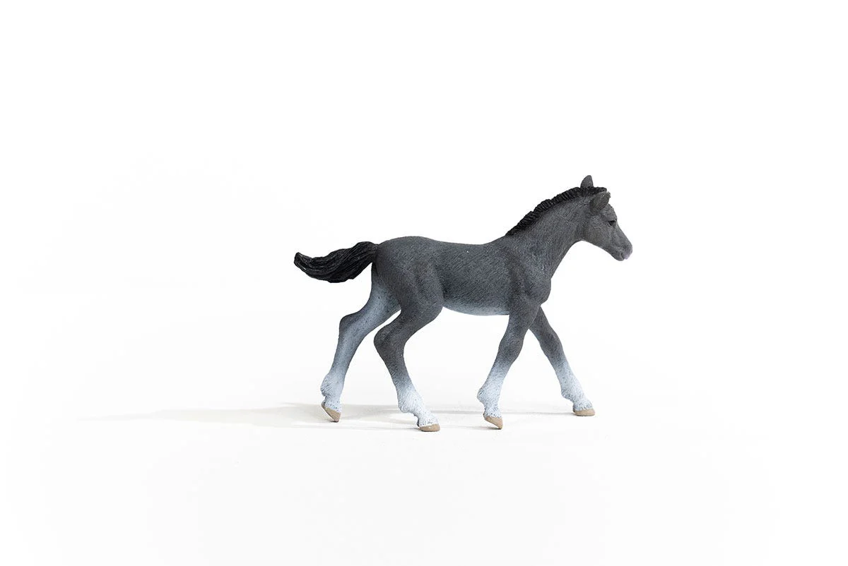 Trakehner veulen - Image 2
