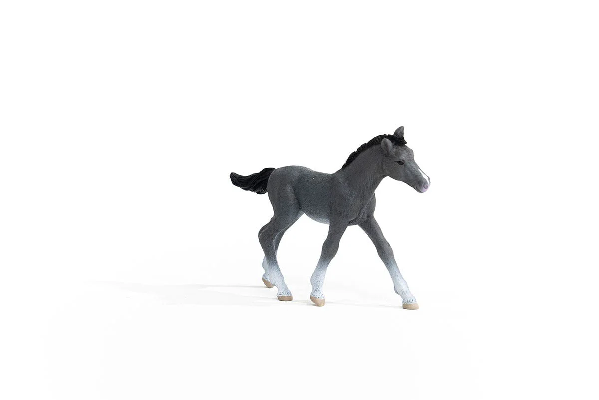 Trakehner veulen - Image 3