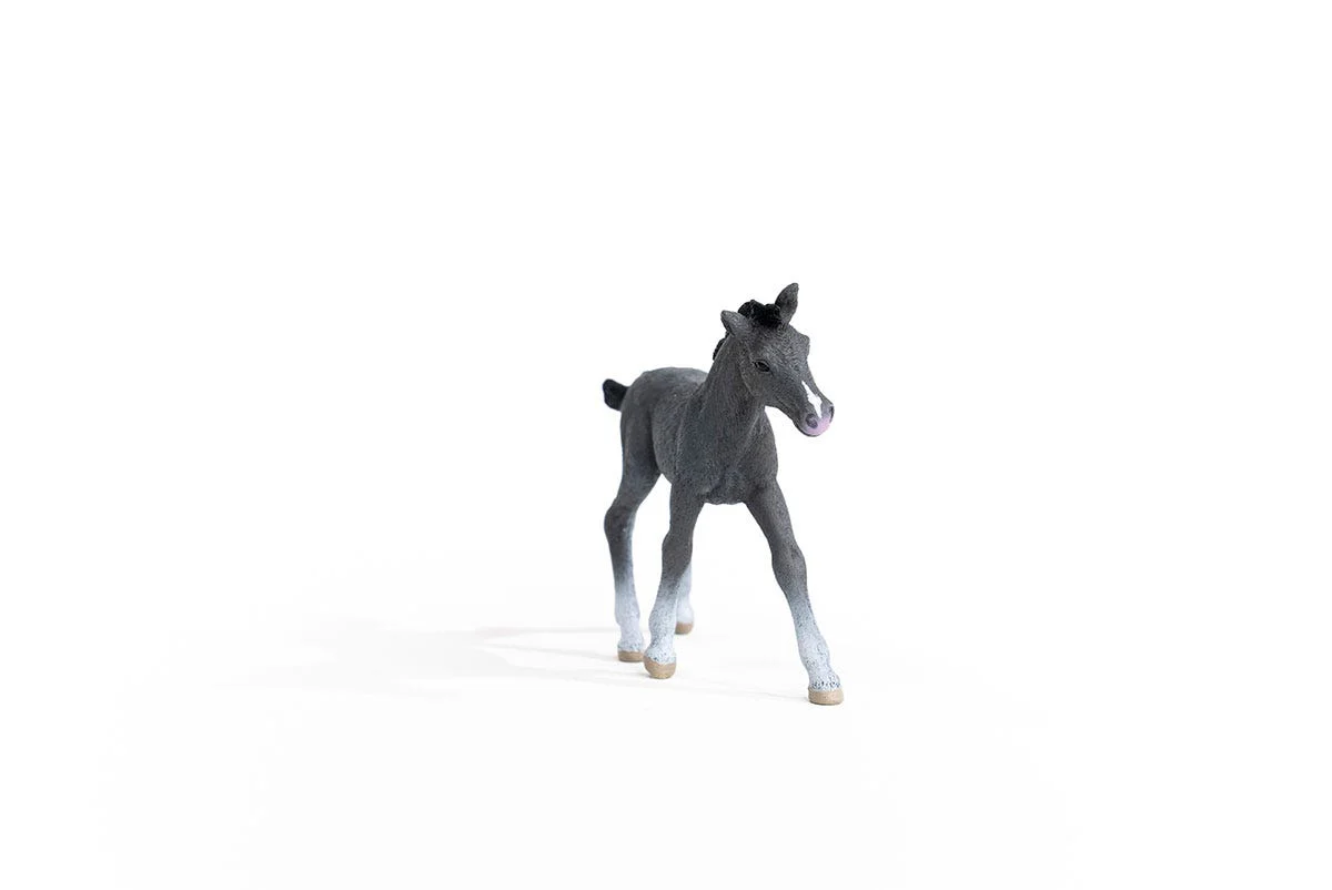 Trakehner veulen - Image 4