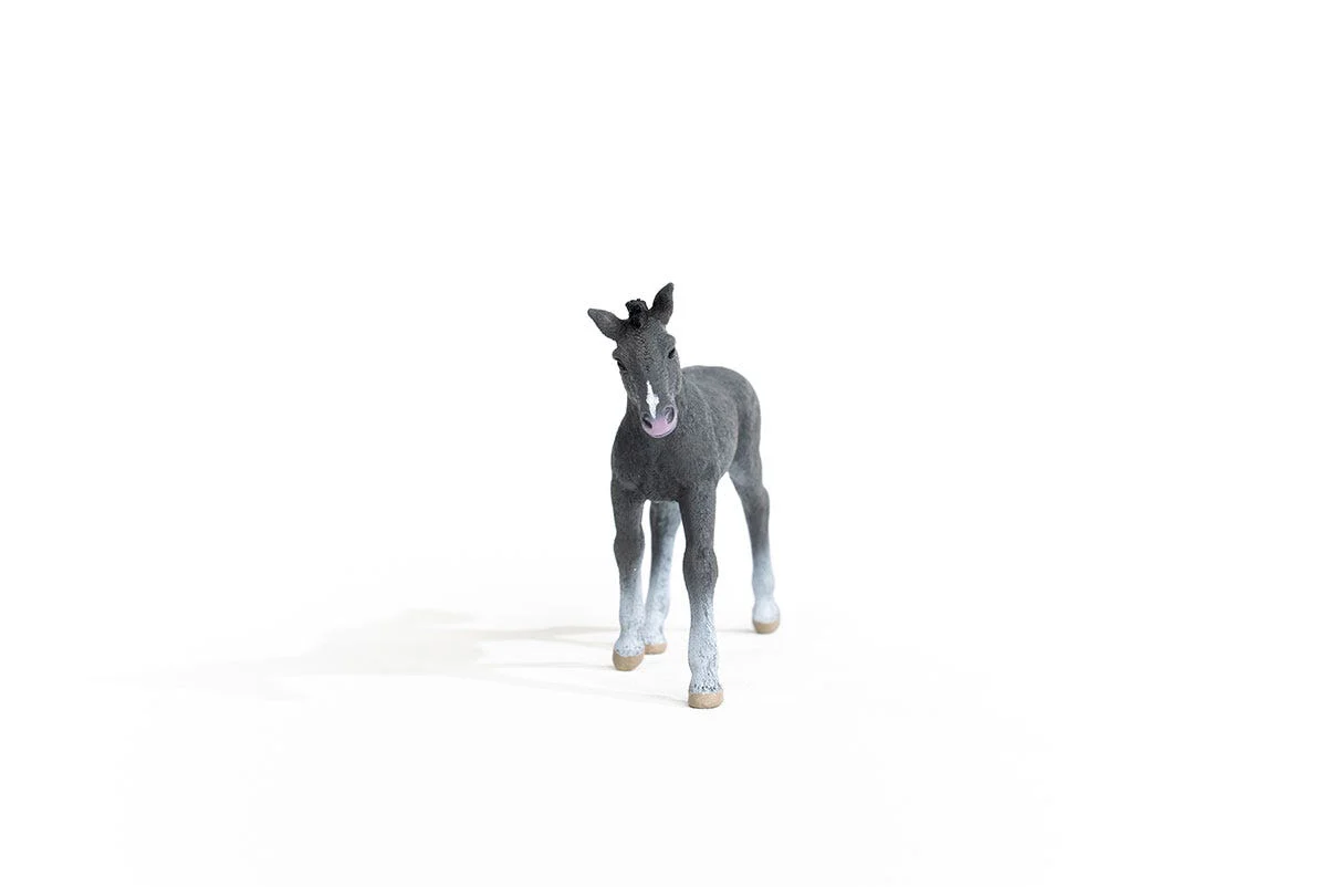 Trakehner veulen - Image 5