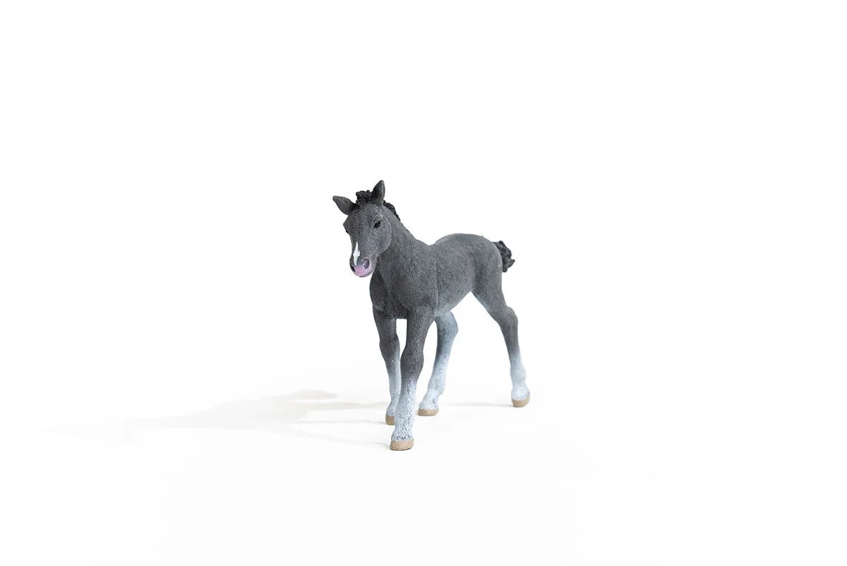 Trakehner veulen - Image 6