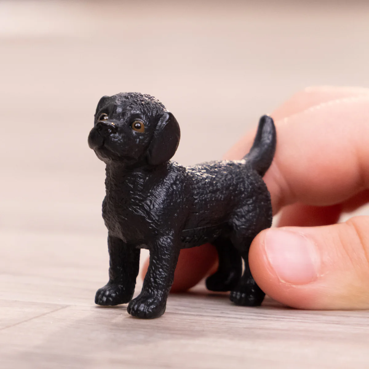 Zwarte Labrador Retriever pup - Image 2