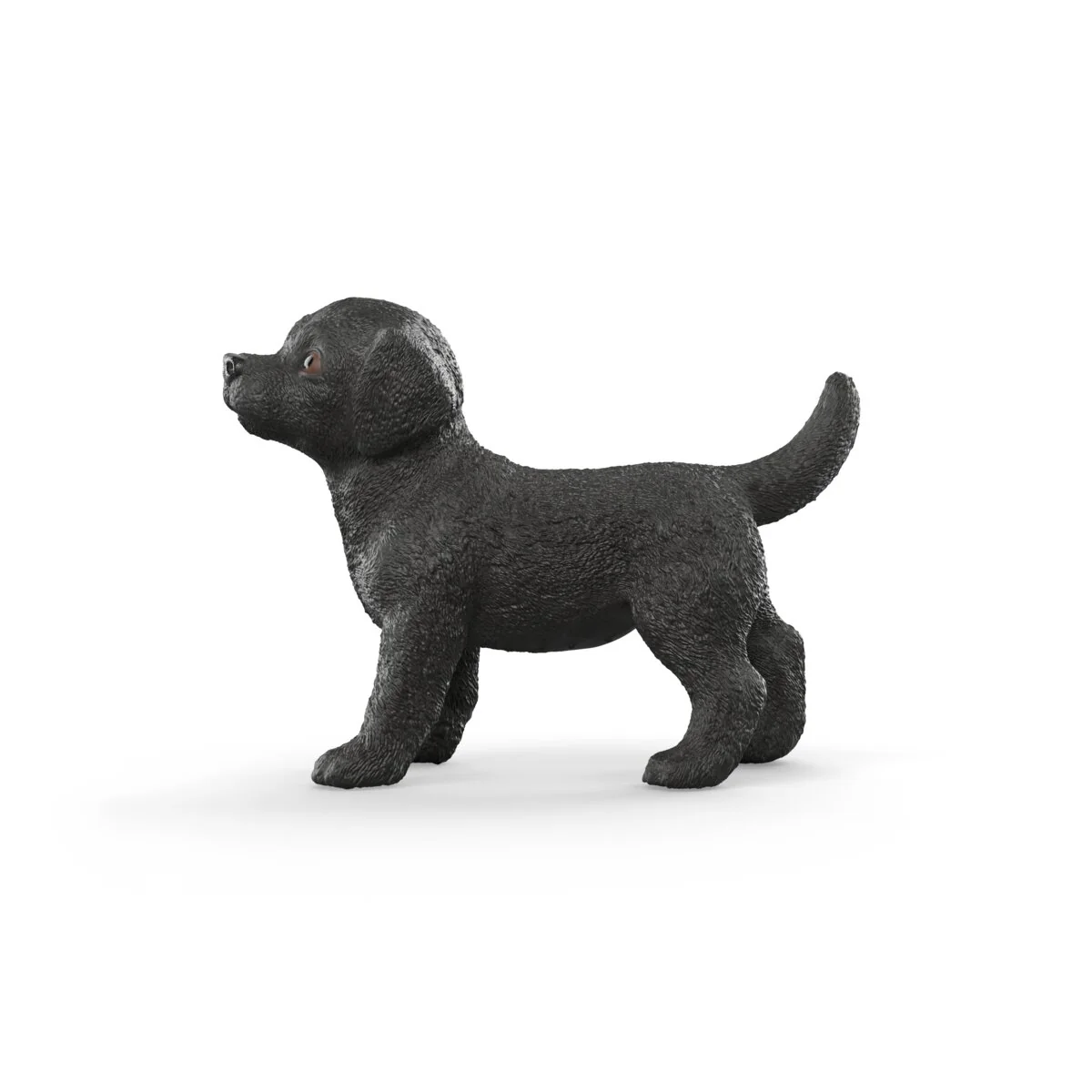 Zwarte Labrador Retriever pup - Image 3