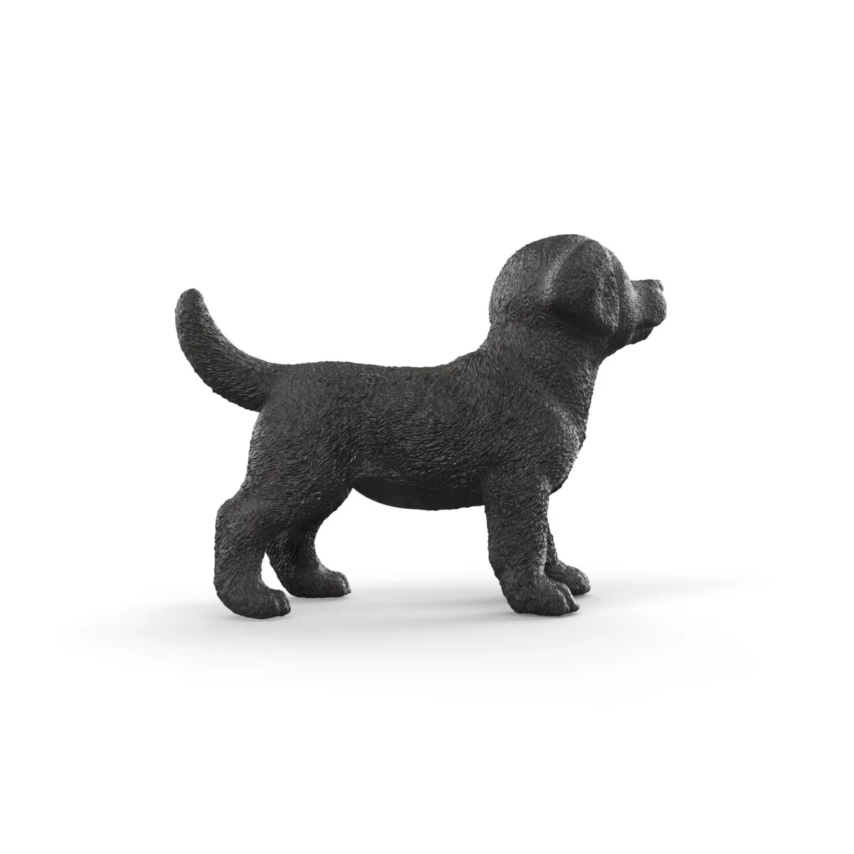 Zwarte Labrador Retriever pup - Image 4