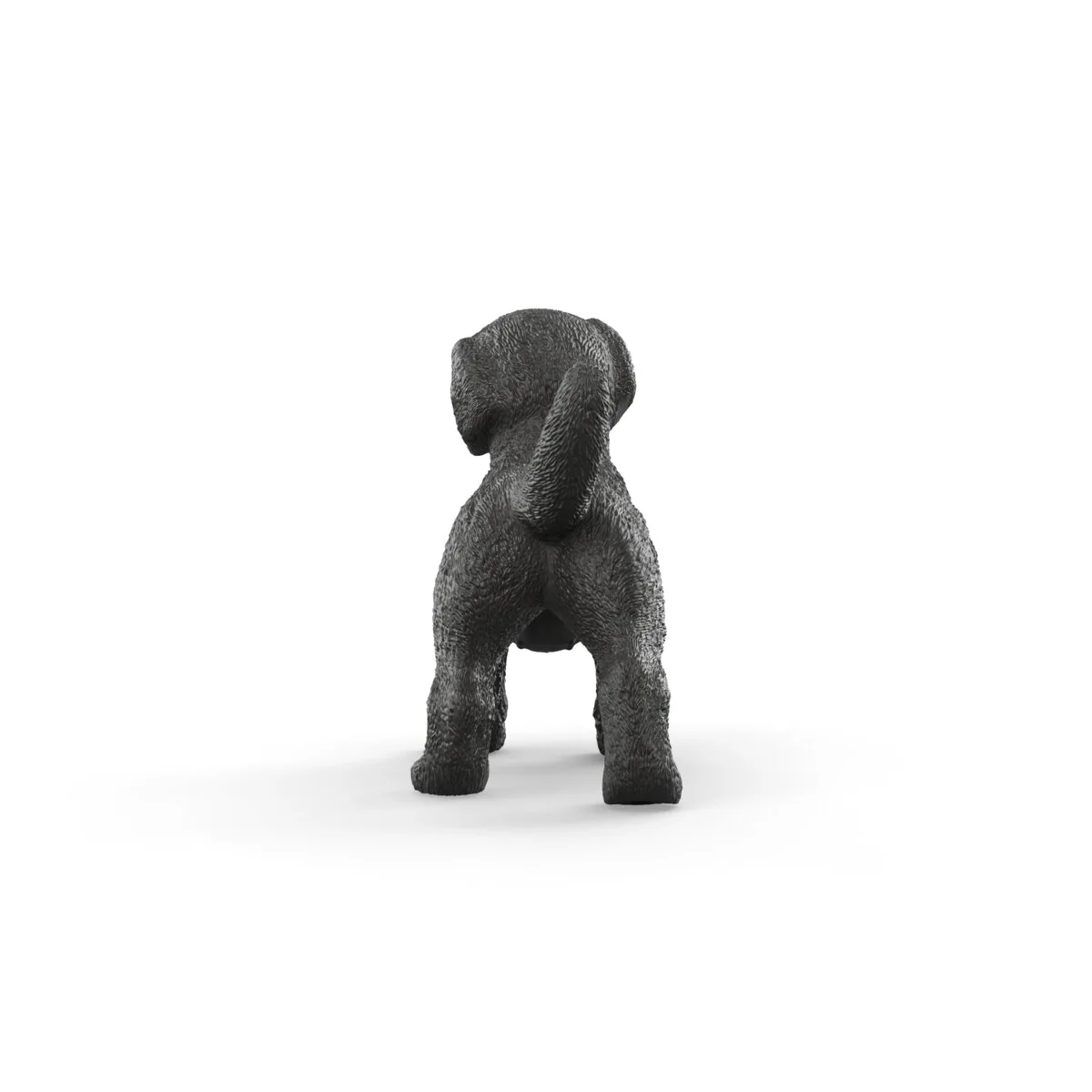Zwarte Labrador Retriever pup - Image 5