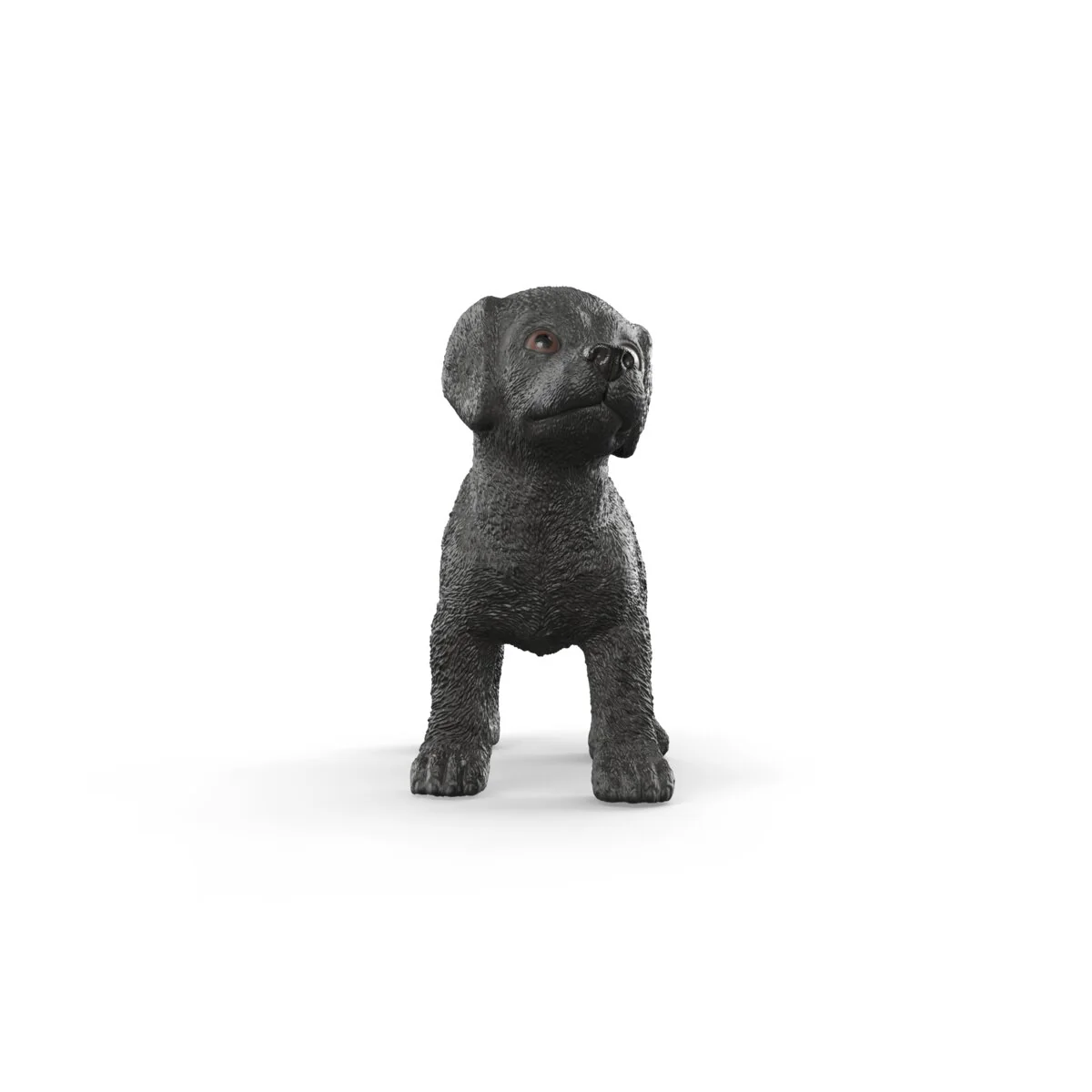 Zwarte Labrador Retriever pup - Image 6