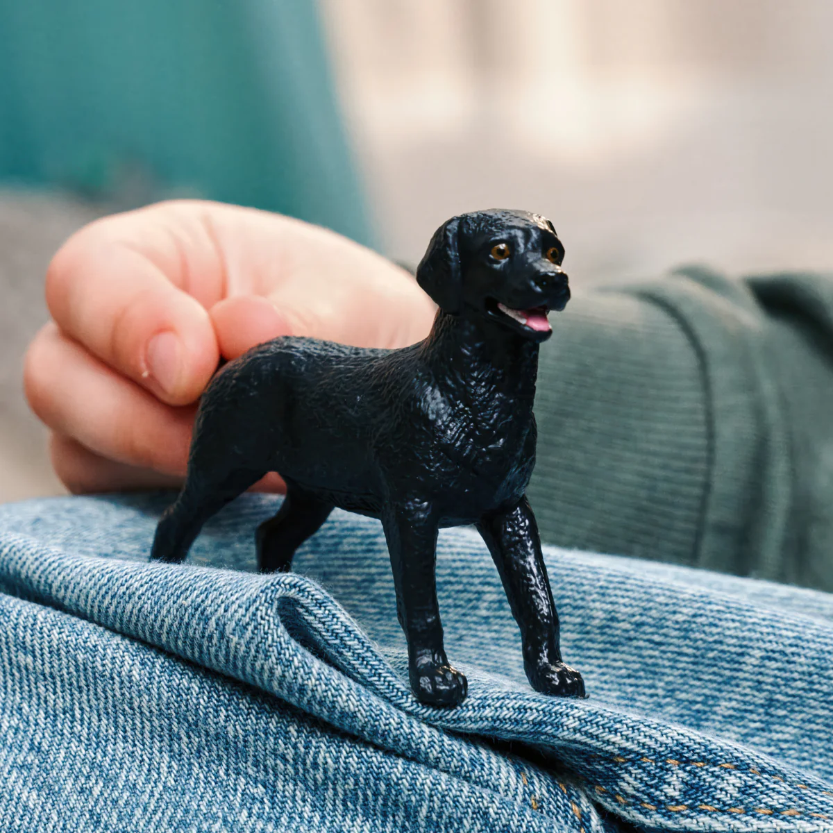Zwarte Labrador-retriever teef - Image 2