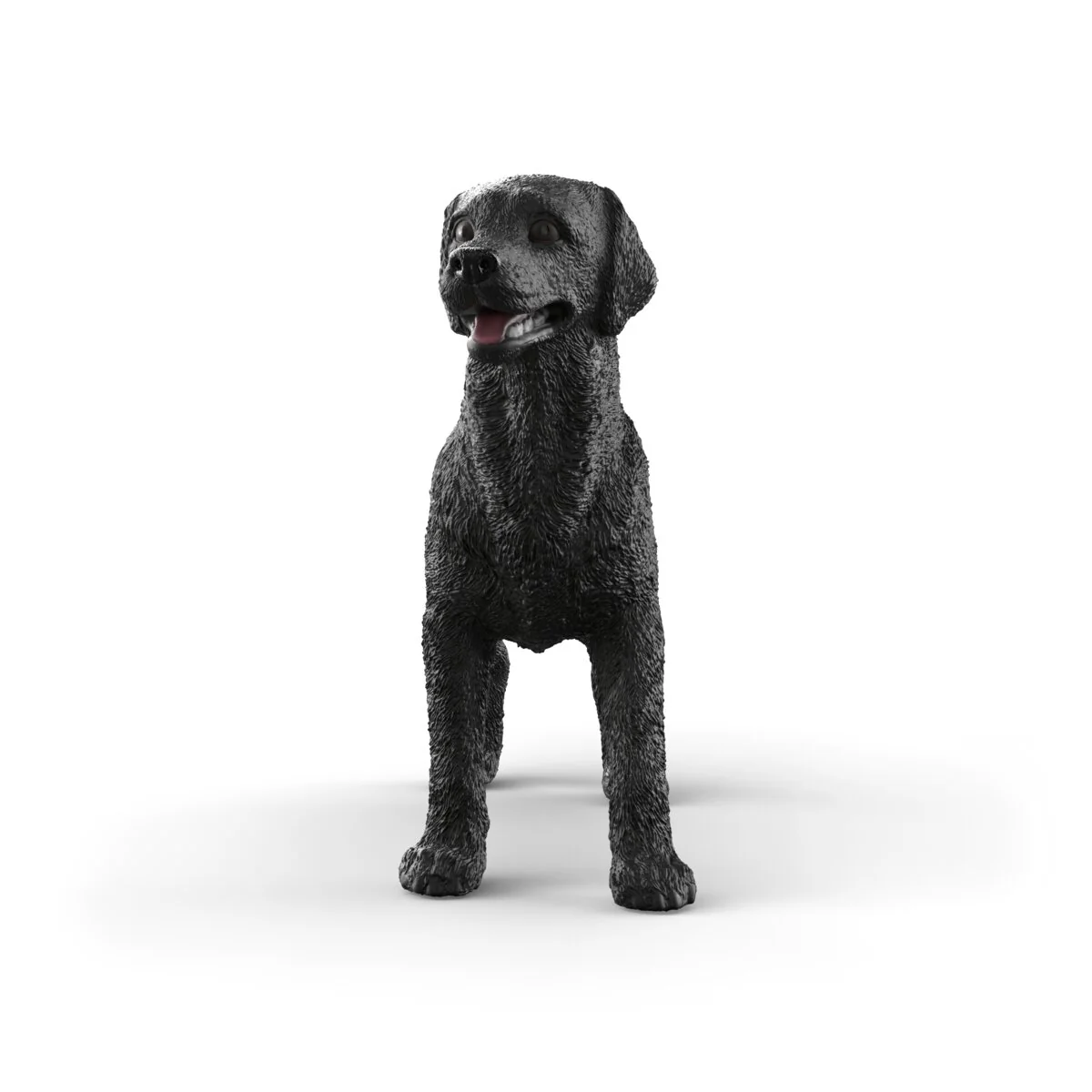 Zwarte Labrador-retriever teef - Image 3