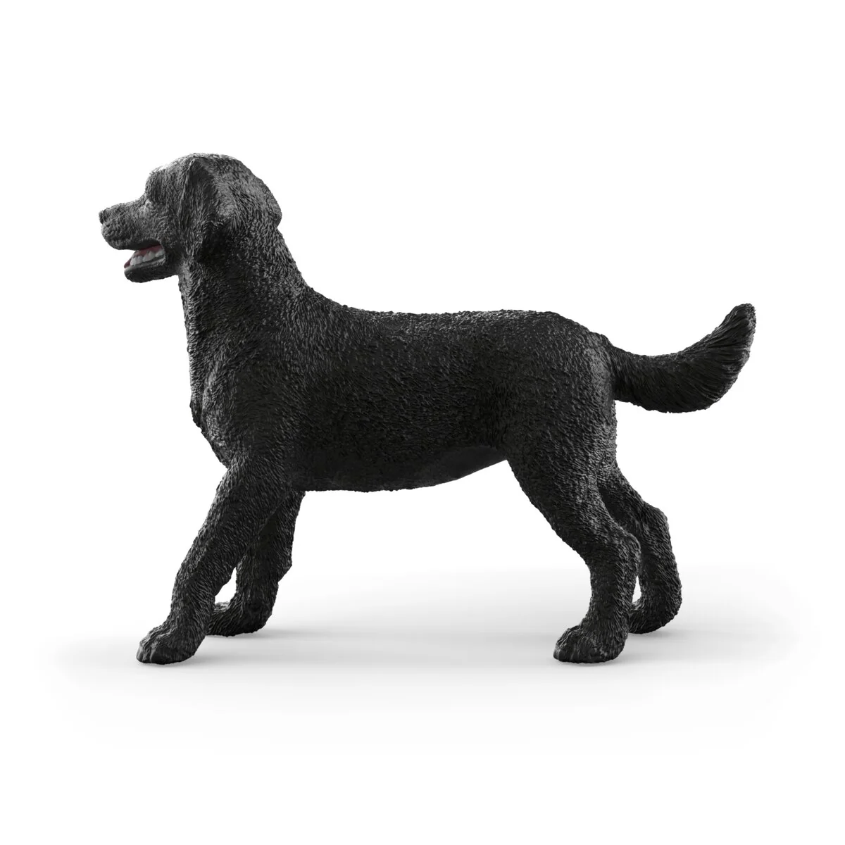 Zwarte Labrador-retriever teef - Image 4