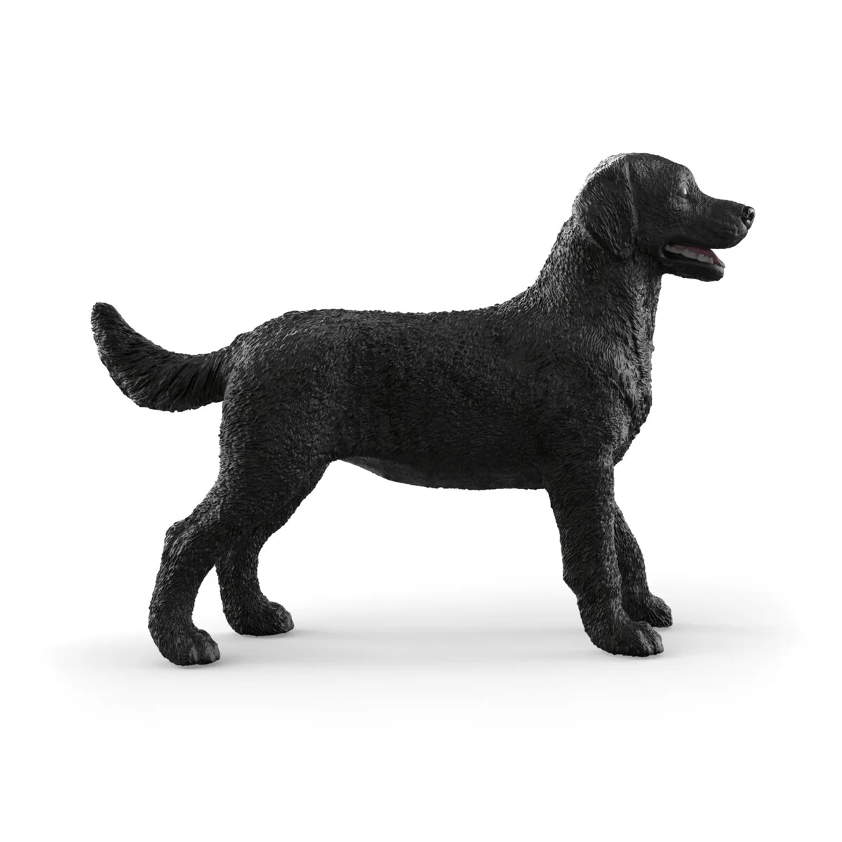 Zwarte Labrador-retriever teef - Image 5