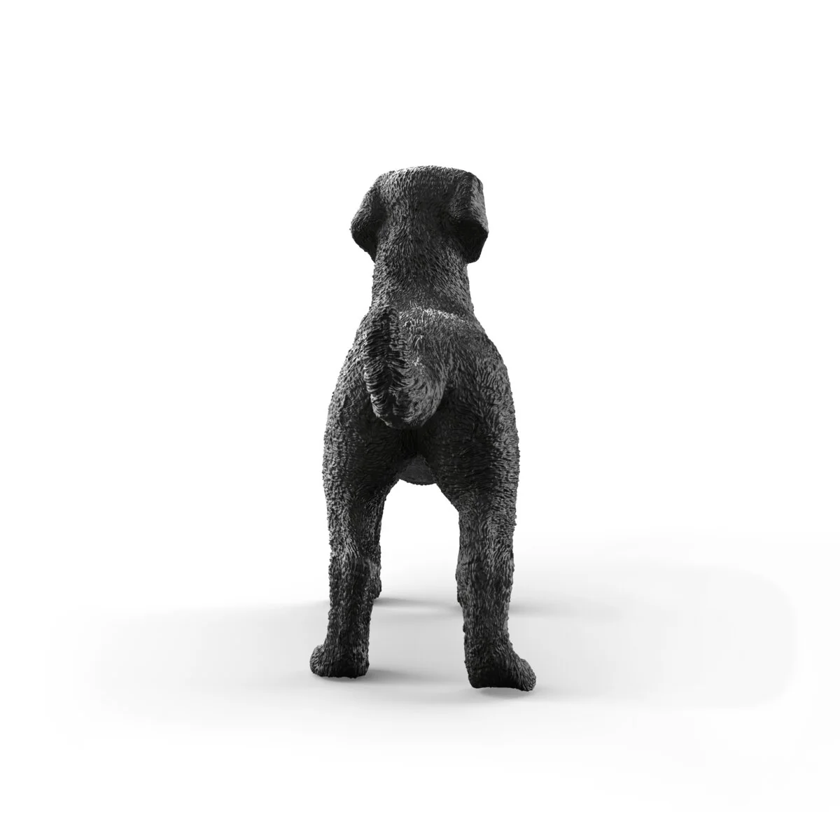 Zwarte Labrador-retriever teef - Image 6